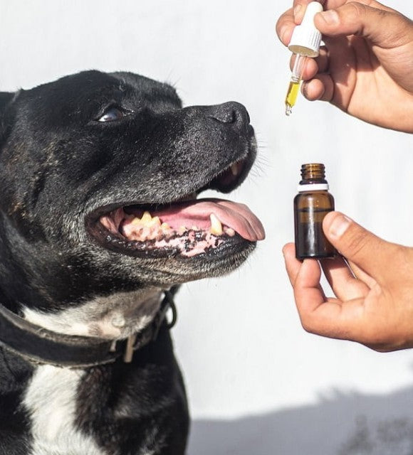 L’huile CBD peut-elle aider les chiens hyperactifs ?