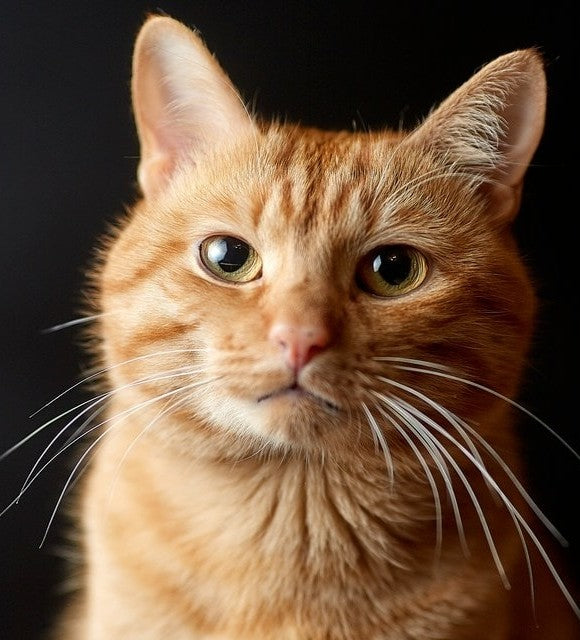 L'huile de CBD peut-elle aider à soulager les douleurs d'un chat ?