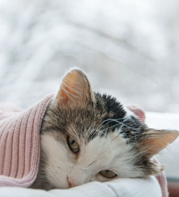 L’huile de CBD peut-elle aider à lutter contre le cancer chez le chat ?