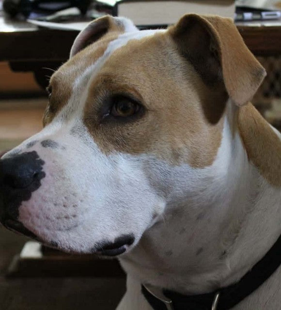 Le CBD est-il efficace pour les chiens épileptiques ?