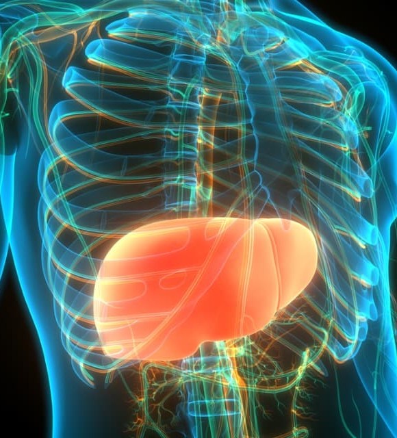 Santé du foie : une cure détox à base de CBD