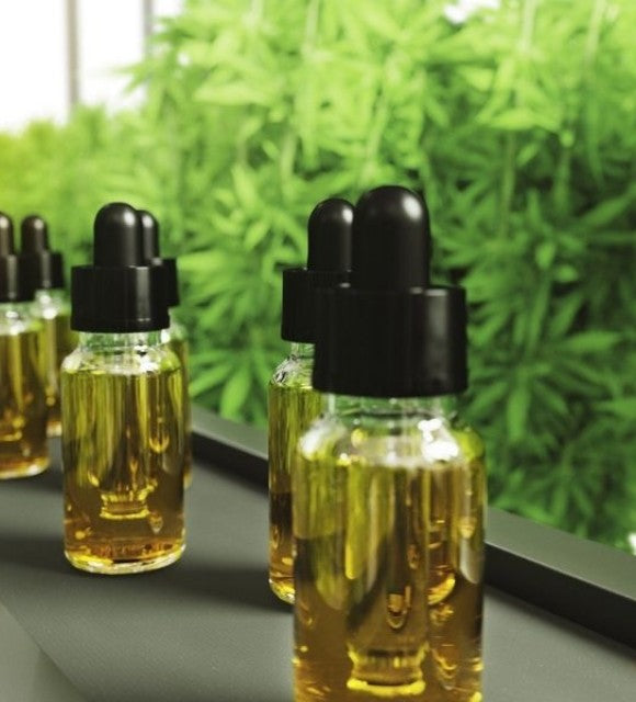 L'Hydroponie Ou La Terre, Quelle Méthode pour un meilleur CBD ?