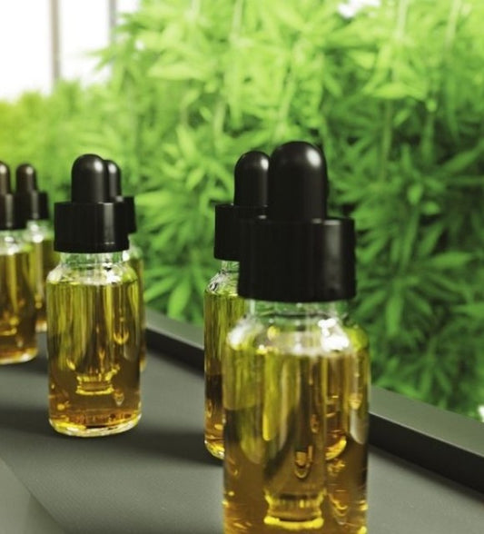 L'Hydroponie Ou La Terre, Quelle Méthode pour un meilleur CBD ?