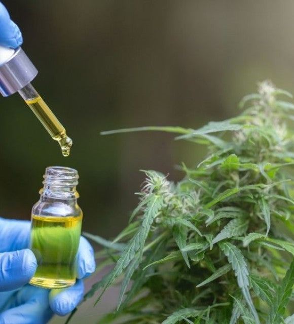 Huile de CBD : ses différents processus d'Extraction