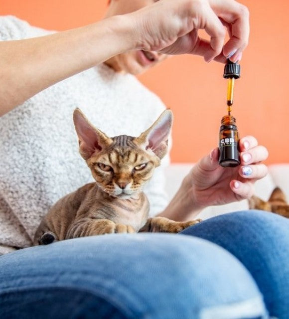 Le CBD pour les petits animaux