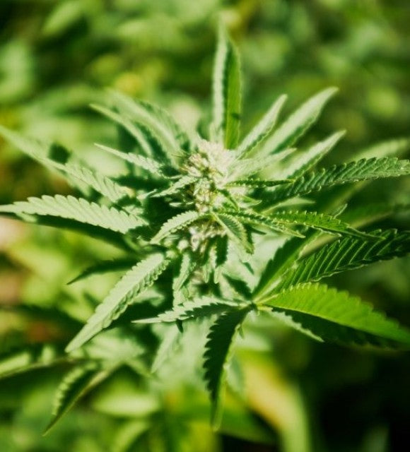 Le CBD : un super-aliment à la fois bénéfique pour la santé & écologique