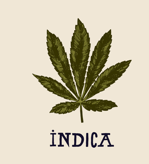 Tout savoir sur la variété Indica