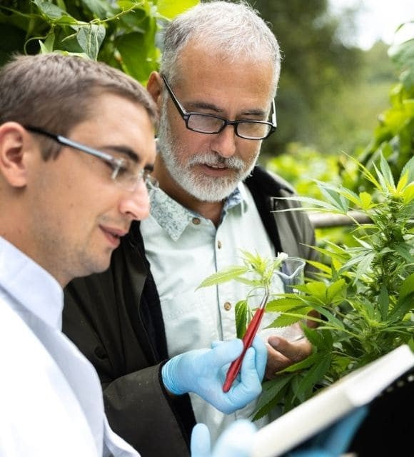 Qui sont les pionniers de l’histoire du CBD ?