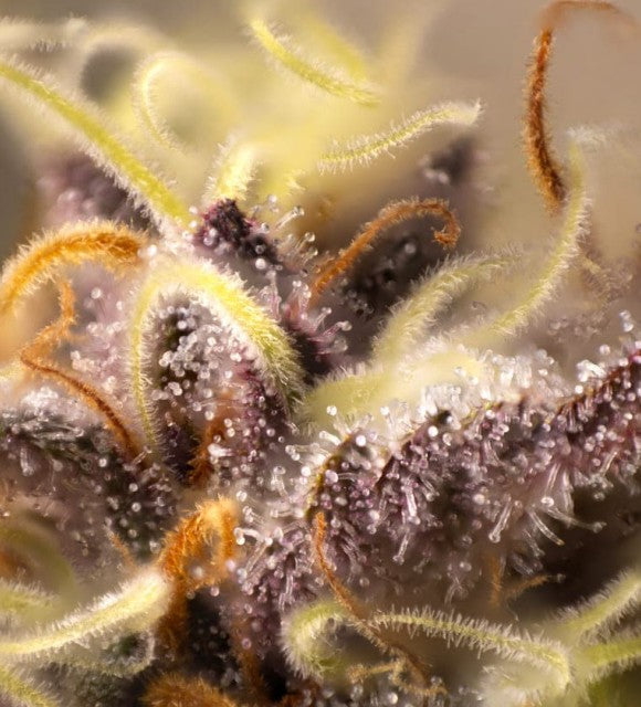 Le linalol et le CBD