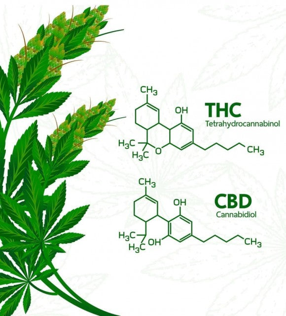 CBD et THC : quelles sont les différences entre ces deux molécules ?