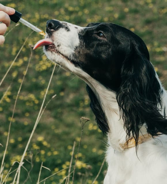 Le CBD peut-il aider à calmer les chiens agressifs ?