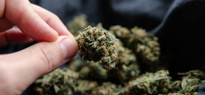 Fruits ou Fleurs - Que sont les bourgeons de Cannabis ?