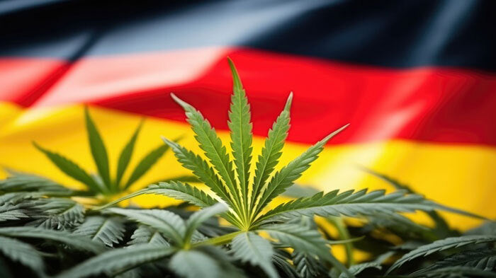L'Allemagne veut légaliser le Cannabis (THC) d'ici 2024