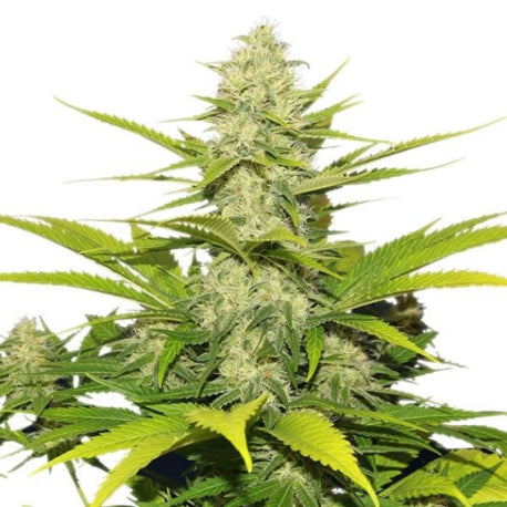 Skunk XL CBD 19,3% - Fleur CBD Indoor