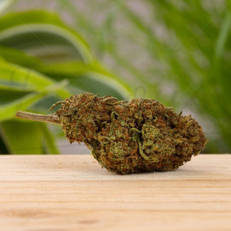 Gelato CBD 17,2% - Fleur CBD Greenhouse