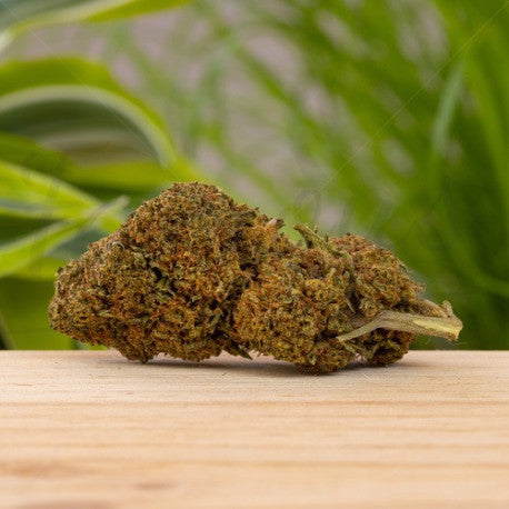 Gorilla Queen CBD 21.7% - Fleur CBD Indoor Puissante