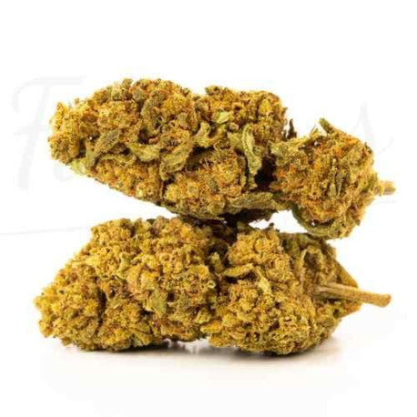 Harlequin CBD 15,9 % - Fleur CBD Indoor