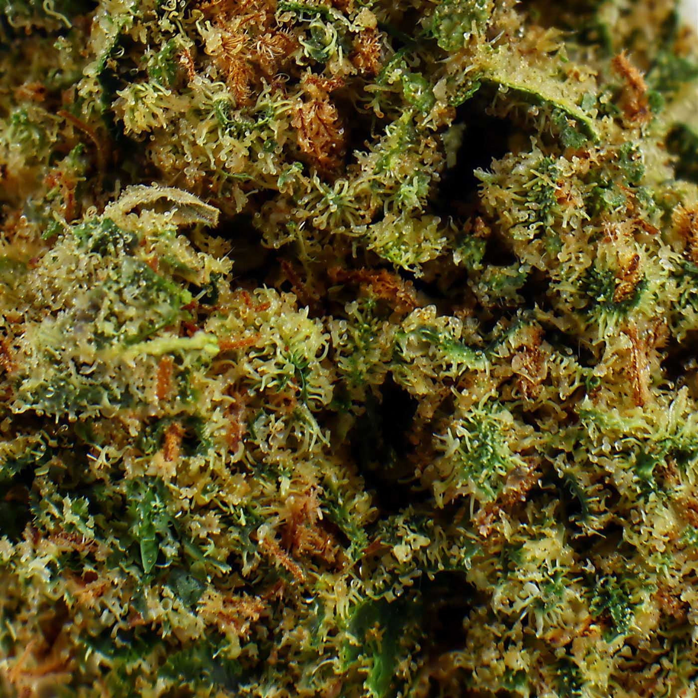 Super Amnesia – CBD-Blüte 13,2%