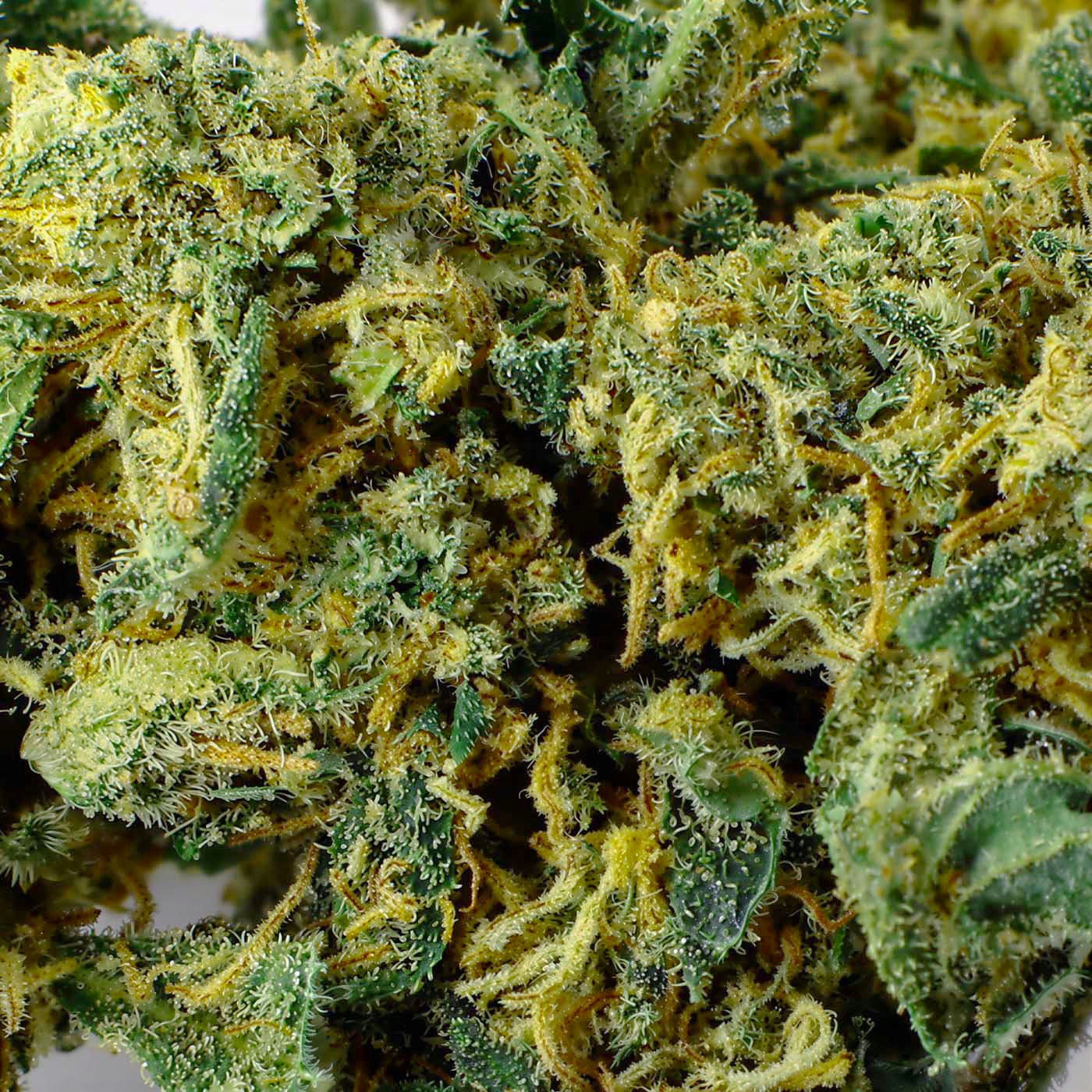 Orange Bud - 25% CBD-Blüte