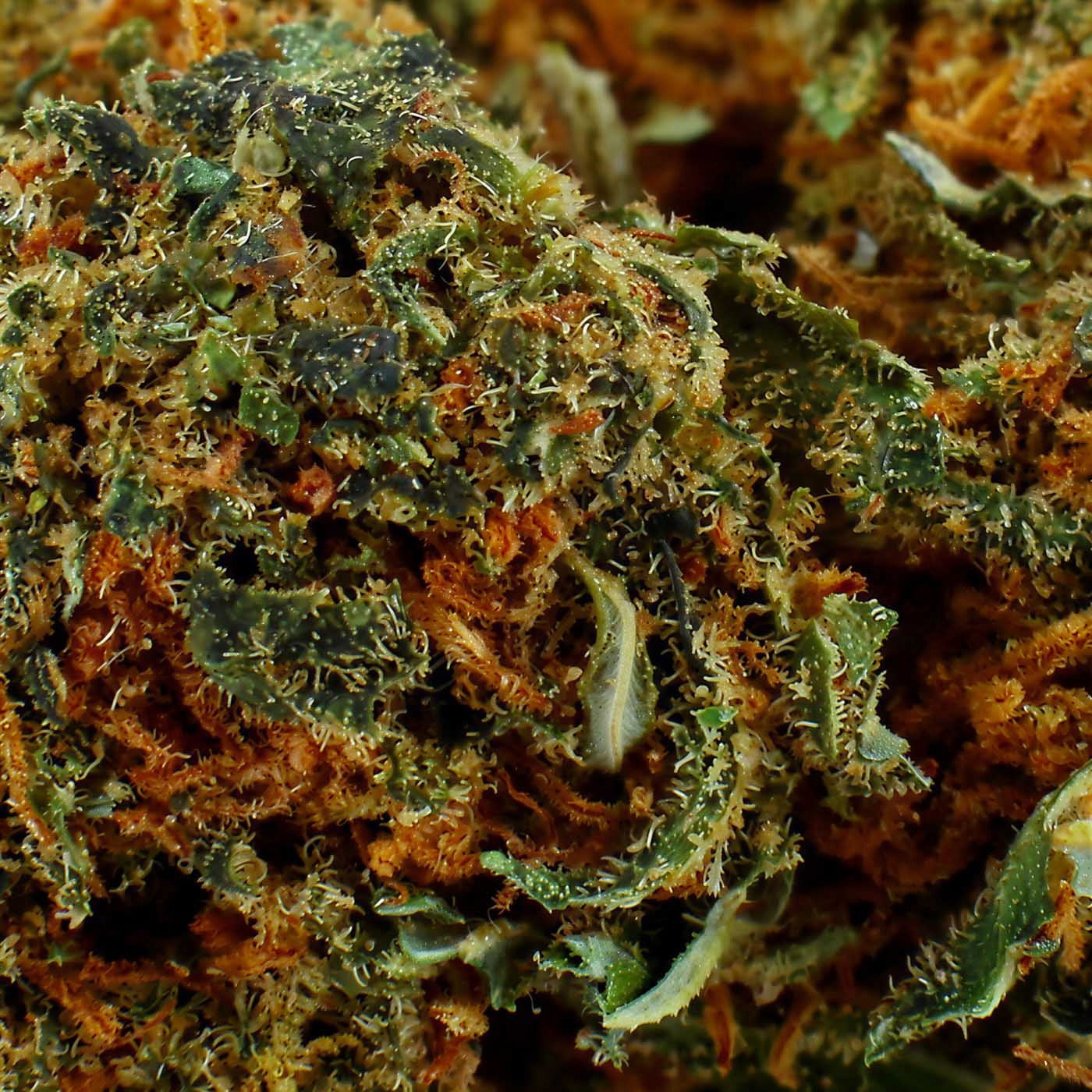 White Widow - Fleur CBD 14,4 %