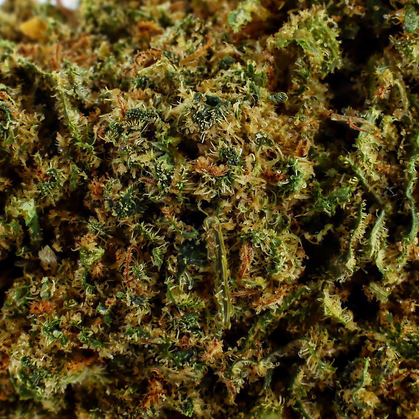 Gorilla Queen - Fleur CBD 21.7%