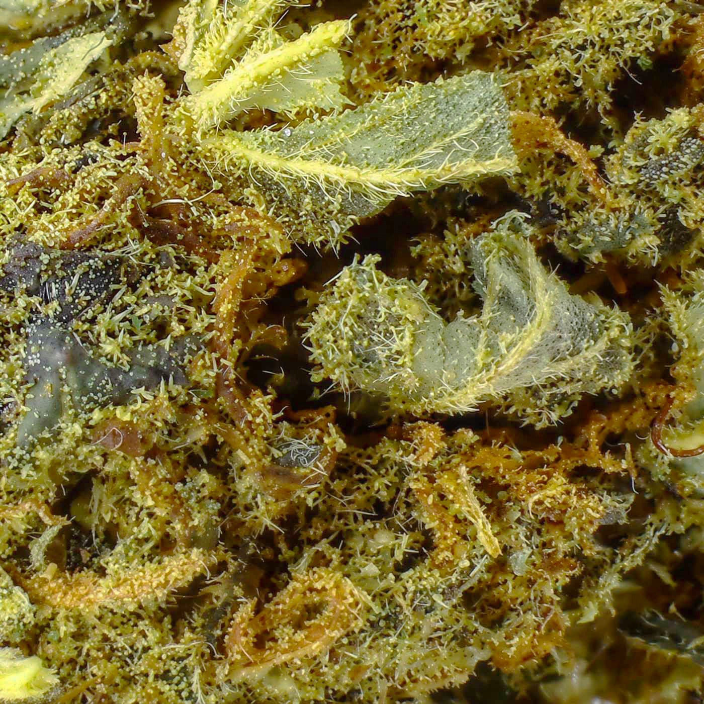 Royal Cheese - CBD Blüte 17,4%