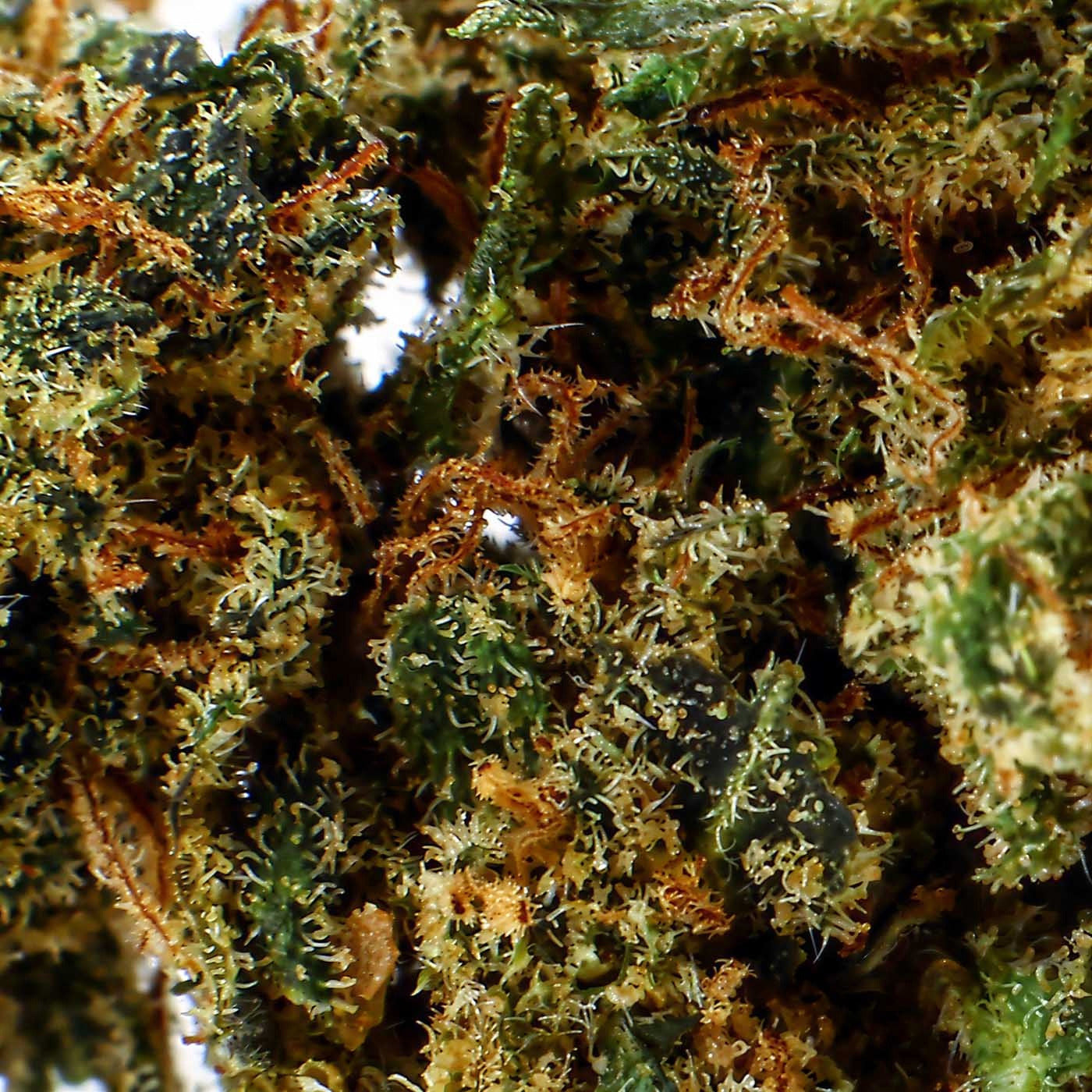 Watermelon Indoor - CBD Flower 21%