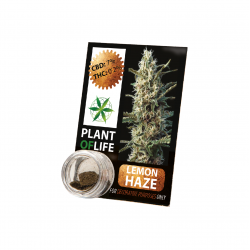 Résine CBD LEMON HAZE 3,8% 1G Plant of Life