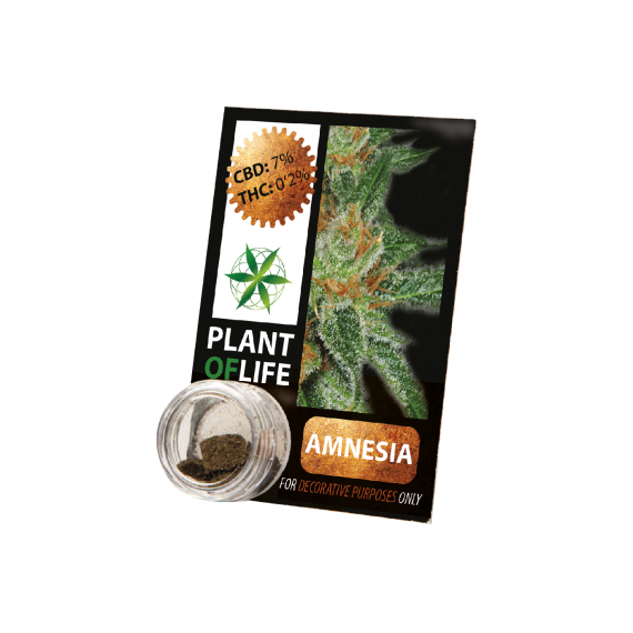 CBD-Harz AMNESIA 3,8% 1G-Pflanze des Lebens