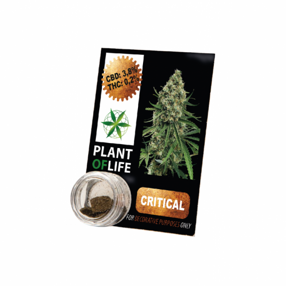 Harz CBD-KRITISCHE MASSE 3,8% 1G Lebenspflanze