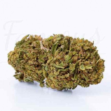 CBD Lemon Haze Blume 9,7%