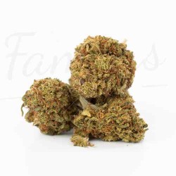 Fleur de CBD Berry White 12 %