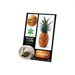 Résine CBD PINEAPPLE 3,8% 1G