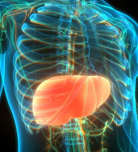 Santé du foie : une cure détox à base de CBD