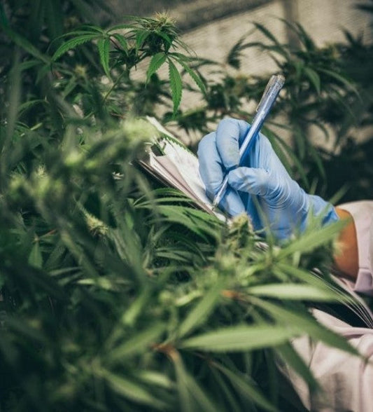 Comment Manucurer vos fleurs de Cannabis ?