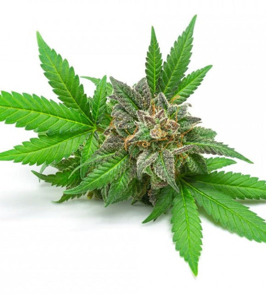 Quelles différences entre Sativa et Indica ?