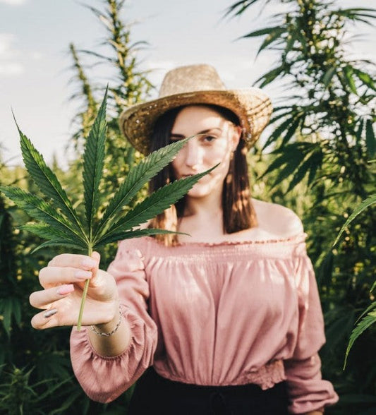 Quelles différences entre le chanvre et le CBD ?