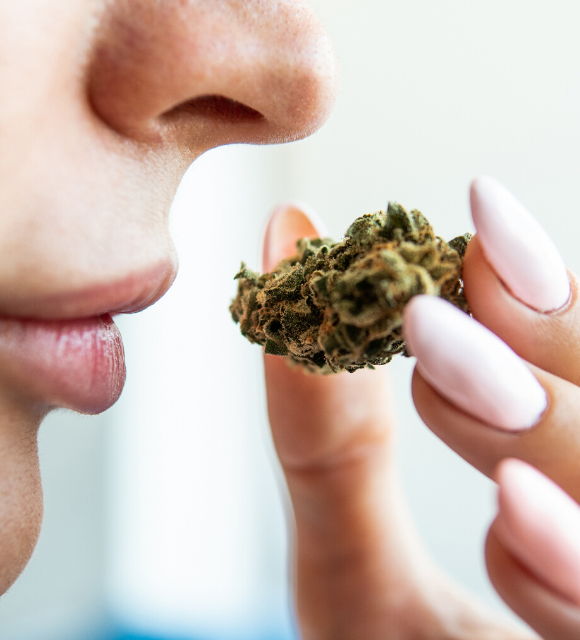 La fleur de chanvre ou fleur de CBD : C'est quoi ?