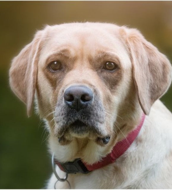 Comment le CBD peut aider votre chien souffrant d'arthrose : Conseils pratiques