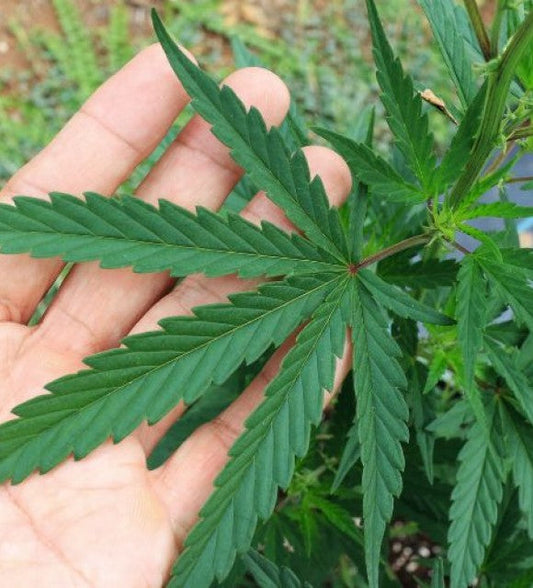 THCJD : 6 questions pour tout savoir sur ce cannabinoïde mystérieux
