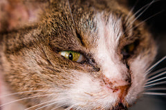 Linderung von Katzenschnupfen mit CBD: Wirksamkeit und Vorsichtsmaßnahmen