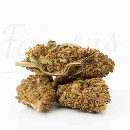 Mango Haze CBD 16,9 % - Fleur CBD Greenhouse