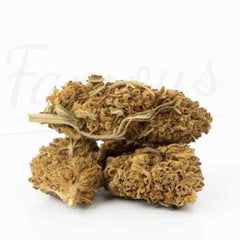 Mango Haze - Fleur CBD 16,9 %