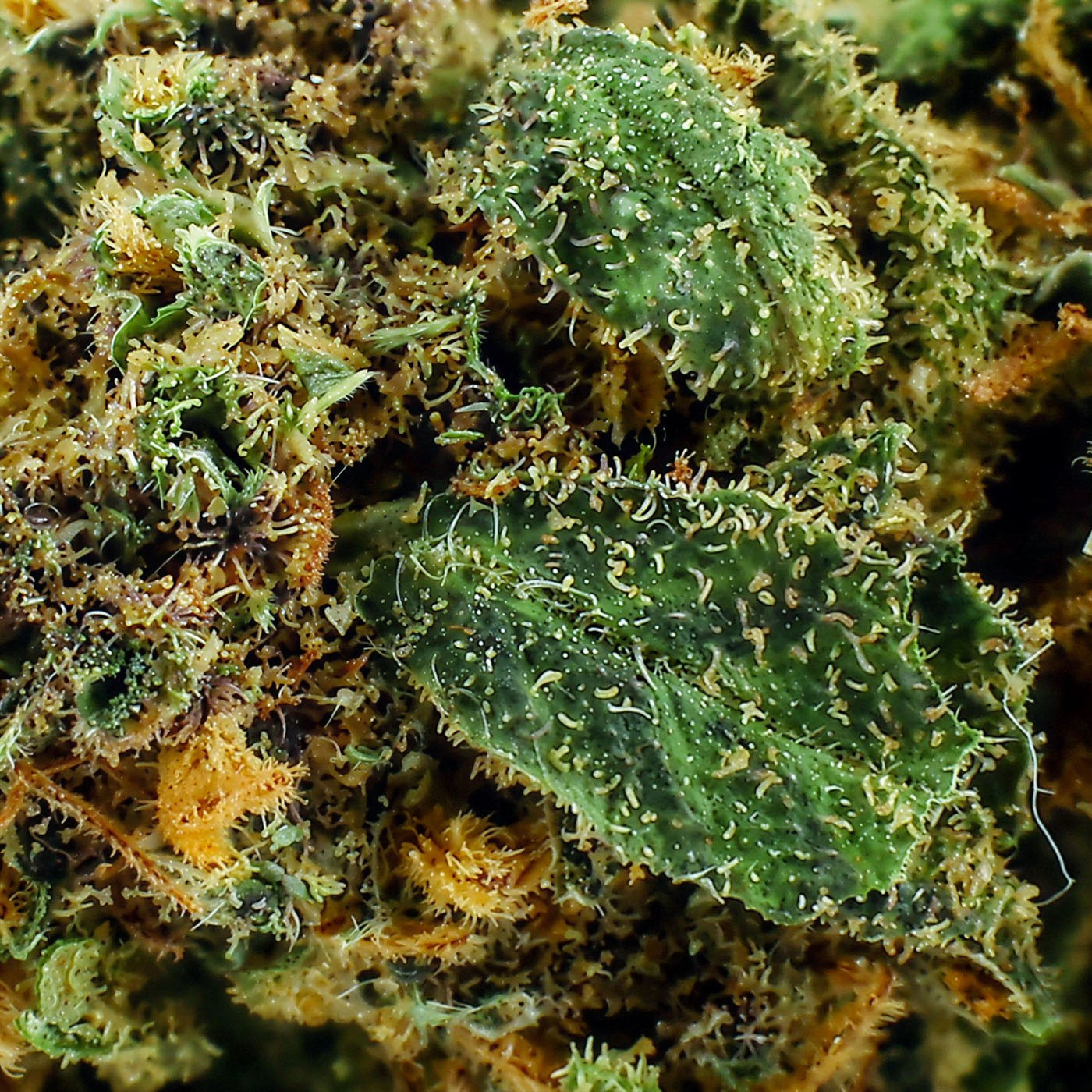 Blue Gelato Indoor - CBD Flower 20%