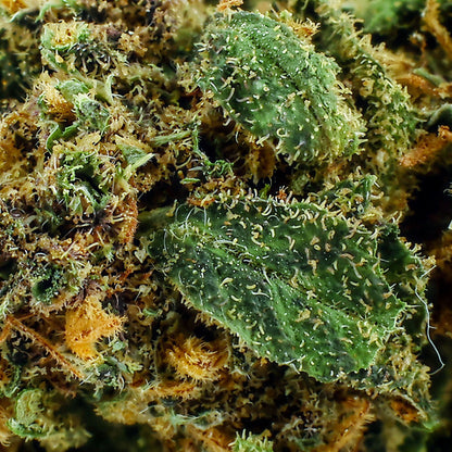 Blue Gelato Indoor - CBD Flower 20%