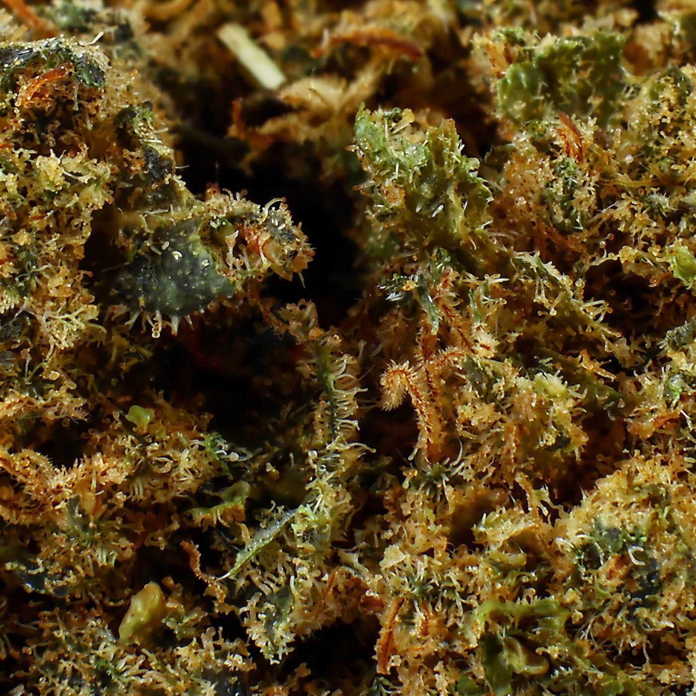 Critical – CBD-Blüte 17,2%