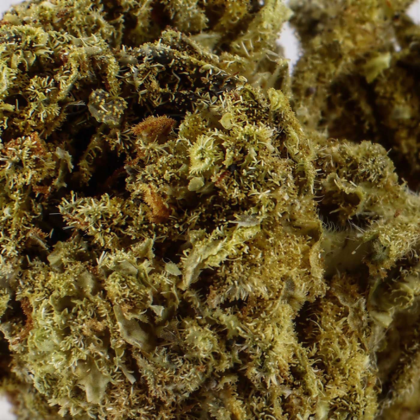 Freeze Kush - Fleur CBD 15 %