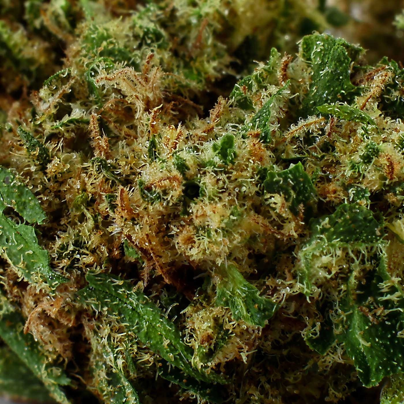 Grand Daddy Purple - CBD-Blüte 17,9%