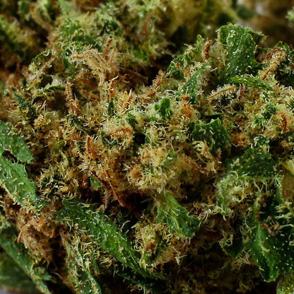 Grand Daddy Purple - CBD-Blüte 17,9%