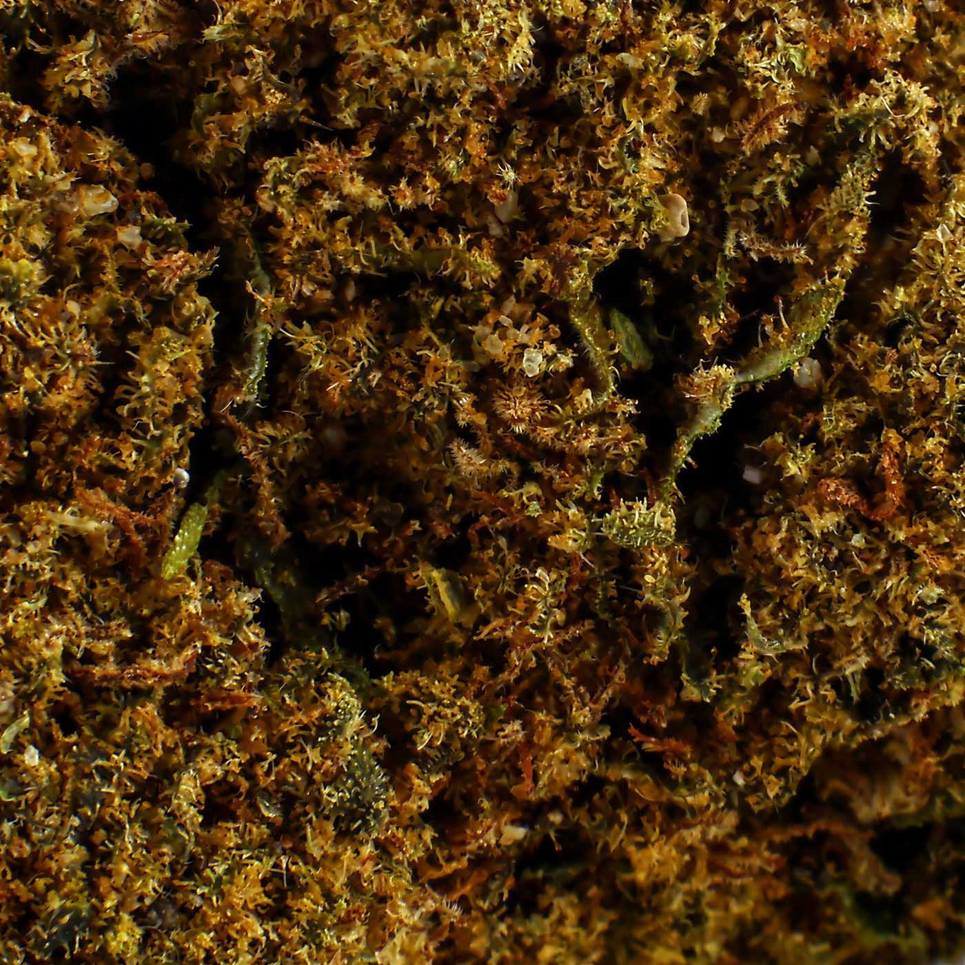 Jack Herer – CBD-Blüte 17,3%